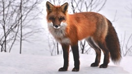 [100+] Red Fox Wallpapers | Wallpapers.com