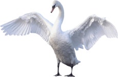 Download Majestic Swan Spreading Wings | Wallpapers.com