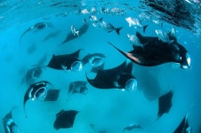 [100+] Manta Rays Wallpapers | Wallpapers.com