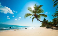 Download Take in the breathtaking views of Palm Beach Wallpaper | Wallpapers.com