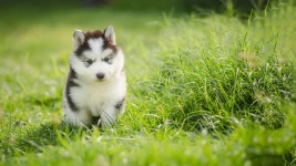 Download Puppy Dog Pictures | Wallpapers.com
