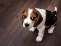 [200+] Puppy Dog Pictures | Wallpapers.com