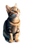 [300+] Cat Meme Png Images | page 2 | Wallpapers.com [300+] Cat Meme Png Images | Wallpapers.com