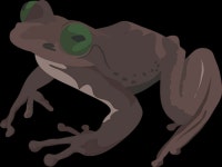 [300+] Frog Png Images | page 5 | Wallpapers.com [300+] Frog Png Images | Wallpapers.com