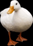 [300+] Duck Png Images | page 4 | Wallpapers.com [300+] Duck Png Images | Wallpapers.com