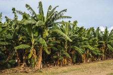 Download Zambia Banana Farm Wallpaper | Wallpapers.com