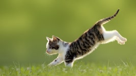 Wallpaper kitten, cat, cute, 4k, Animals #14576