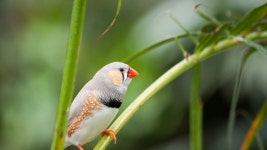 Wallpaper zebra finch, bird, 4k, Animals #16171