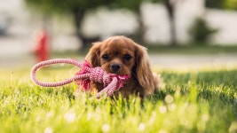 Wallpaper puppy, funny animals, 4k, Animals #16592
