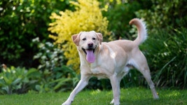 Wallpaper Dog, puppy, white, funny, animal, pet, garden, green grass, Animals #1616