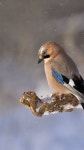 Wallpaper bird, winter, 4k, Animals #17152 Download bird winter 4k 17152.html images and wallpapers