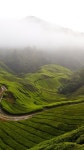 Wallpaper Cameron Highlands, 5k, 4k wallpaper, Malaysia, meadows, fog, sky, Nature #6126