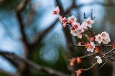 이 자식이 가든 사진 무료 다운로드 - Lovepik 이 자식이 가든