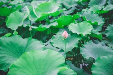  연잎