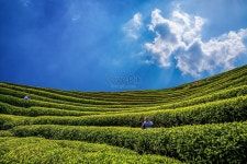 다산 사진 무료 다운로드 - Lovepik 다산