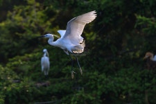 34000+ 작은 백로 사진, 무료 HD 작은 백로 이미지 사진 다운로드 - Lovepik