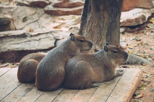 물 돼지 사진 무료 다운로드 - Lovepik 물 돼지
