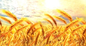 130+ 풍작 영화, 풍작 배경 재고 이미지 - Lovepik 130+ 풍작 영화, 풍작  배경 재고 이미지 - Lovepik 