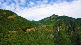  울창한 산
