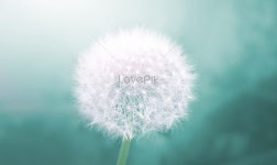  민들레