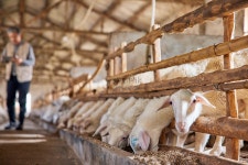 염소 농장 이미지, 사진 및 PNG 일러스트 무료 다운로드 - Lovepik 염소 농장 이미지, 사진 및 PNG 일러스트 무료 다운로드 - Lovepik 