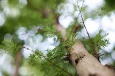  옥외에 우뚝 솟은 나무들