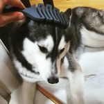 EL AMIGO Pet Brush Mint Pearl | tradekorea