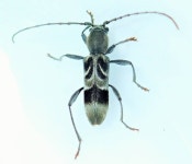 カスガエゾトラカミキリはどんな虫？ わかりやすく解説 Weblio辞書