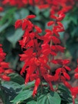 「Salvia」の意味や使い方 わかりやすく解説 Weblio辞書