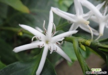 아라비카커피나무-대품 : 과일/열매 나무 묘목 - 엑스플랜트