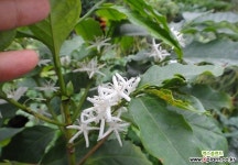 아라비카커피나무-꽃이있어요외목대품 : 과일/열매 나무 묘목 - 엑스플랜트