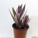 부자란 : 공기정화식물 - 엑스플랜트