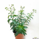 토종배풍등 : 야생화 - 엑스플랜트