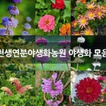 천생연분야생화농원 야생화 모음 : 야생화 - 엑스플랜트