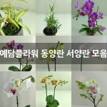 예담플라워 동양란 서양란 모음 : 기타 서양란 - 엑스플랜트