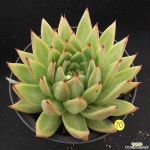 ■■이글스■■ - 엑스플랜트