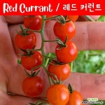 레드 체리 커런트 Red Currant Cherry 달콤한 희귀토마토 교육체험용 세트 : 채소/곡물 씨앗 - 엑스플랜트