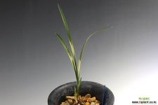 천비소 : 춘란 - 엑스플랜트