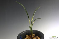 천비소 : 춘란 - 엑스플랜트