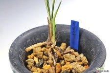 천비소 : 춘란 - 엑스플랜트