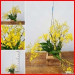 꽃과나무 ] 환타지아 / 꽃보기식물 / 달콤한향기 / 노란꽃 / 최저13도 / 남아메리카산 / 우드박스 / 서양란 : 기타 서양란 - 엑스플랜트