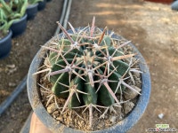 [실생] 능파 선인장 재배분5호(직경14cm분) : 선인장 - 엑스플랜트