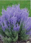 러시안세이지 / 10개 / 8cm포트 전국 노지월동가능함 : 야생화 - 엑스플랜트