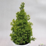 엘로우봉 : 관엽식물 - 엑스플랜트