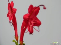 회양잎동초 : 야생화 - 엑스플랜트