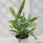 블루스타고사리 : 공기정화식물 - 엑스플랜트