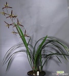 일본한란 천본1 : 기타 동양란 - 엑스플랜트