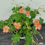 사랑초 크리스피플로라(12센티포트) : 공기정화식물 - 엑스플랜트