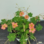 사랑초 크리스피플로라(12센티포트) : 공기정화식물 - 엑스플랜트