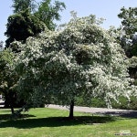 이팝나무 이팝 묘목 2년생 특묘 : 조경나무 묘목 - 엑스플랜트